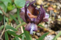 Iris suaveolens