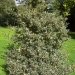 Houx commun, Houx