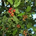 Ilex aquifolium