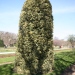 Ilex aquifolium