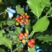 Ilex aquifolium