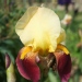 Iris 'accent', Iris