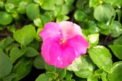Balsamine, Impatiente, Impatience, Impatiens