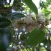 Ilex aquifolium