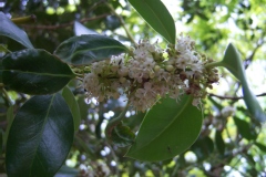 Ilex aquifolium