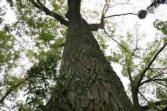 Black walnut, Noyer noir d'amérique, Noyer d'amérique
