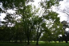 Juglans hindsii
