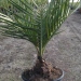 Jubaea chilensis
