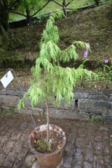 Juniperus cedrus
