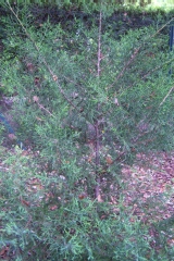 Juniperus virginiana