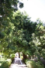 Caïlcédrat, Acajou du sénégal