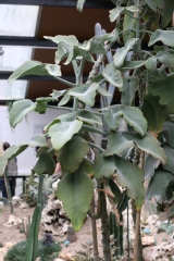 Kalanchoe beharensis