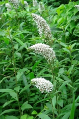 Lysimachia barystachys