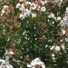 Lilas des indes 'neige d'eté', Lagerstroemia