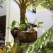 Laelia tenebrosa - 