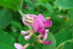 Lespedeza bicolor