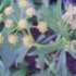 Ache des montagnes, Livèche, Céleri perpétuel - Levisticum officinale