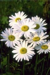 Marguerite des près 'shasta daisy'