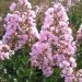 Lilas des indes 'rose thé', Lagerstroemia