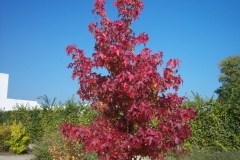 Liquidambar styraciflua