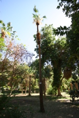 Livistona humilis