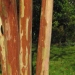 Lagerstroemia indica 'Rubra'