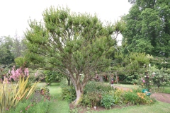 Lilas des indes, Lagerstroemia, Lilas d'été