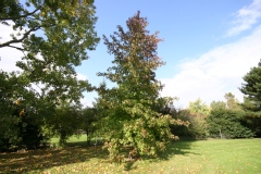 Liquidambar styraciflua