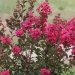 Lilas des indes 'fuchsia d'eté', Lagerstroemia