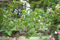 Lilas des indes, Lagerstroemia, Lilas d'été