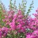 Lilas des indes 'violet d'eté', Lagerstroemia