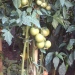 Lycopersicon esculentum