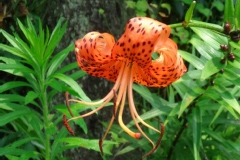 Lilium lancifolium