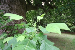 Photo de Liriodendron tulipifera