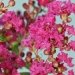 Lilas des indes rose, Lagerstroemia 'pink', Lilas d'été