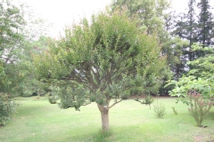 Lilas des indes, Lagerstroemia, Lilas d'été