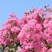 Lilas des indes 'rose indien', Lagerstroemia