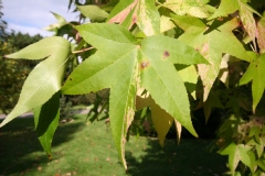 Liquidambar, Copalme d'amérique