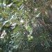 Macadamier, Noix marteau, Noisetier d'australie, Noyer du queensland