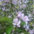 Malus domestica 'Golden delicious'