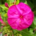 Mirabilis jalapa