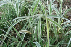 Eulalie 'cosmopolitan', Miscanthus 'cosmopolitan', Roseau de chine 'cosmopolitan'