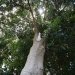Macadamier, Noix marteau, Noisetier d'australie, Noyer du queensland