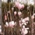 Magnolia X soulangeana
