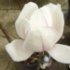 Magnolia X soulangeana