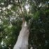 Macadamia integrifolia