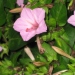 Mirabilis jalapa