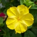 Mirabilis jalapa