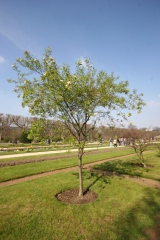Malus sieboldii