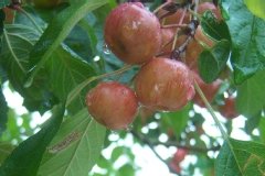 Pommier 'evereste'